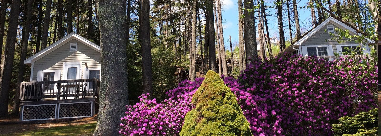 Two small houses in the middle of a forest with purple flowers in the foreground.