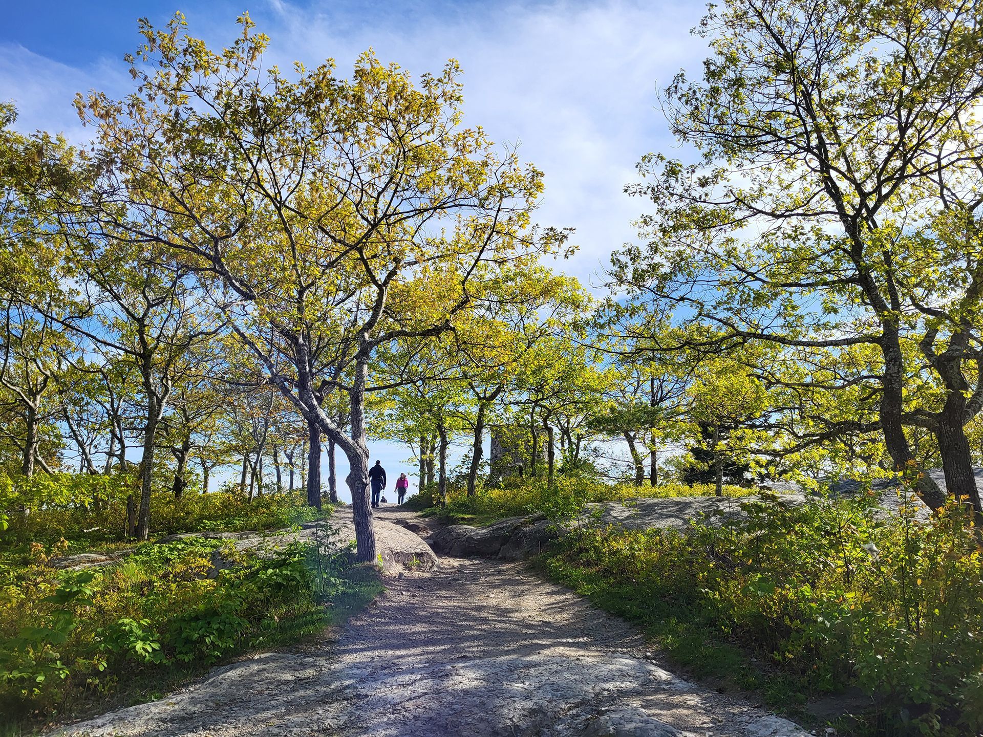 A couple of people are walking down a path in the woods.