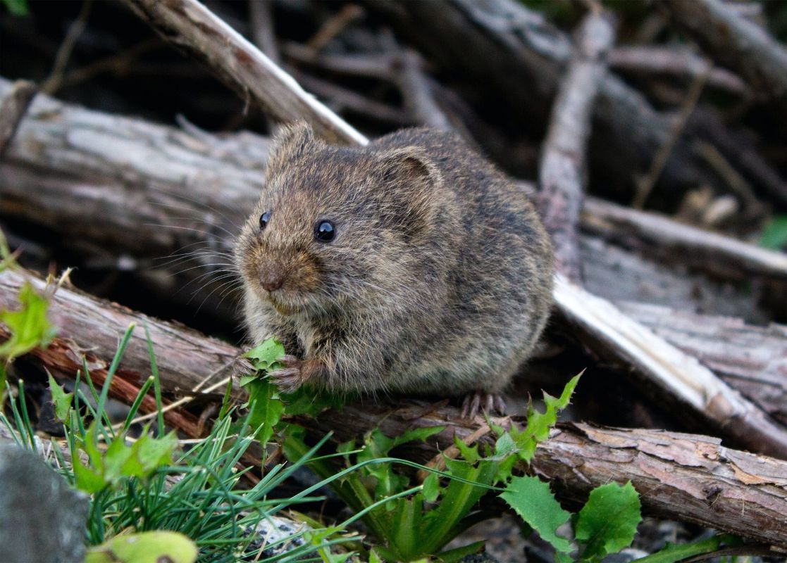 A small mouse is sitting on a branch in the grass.