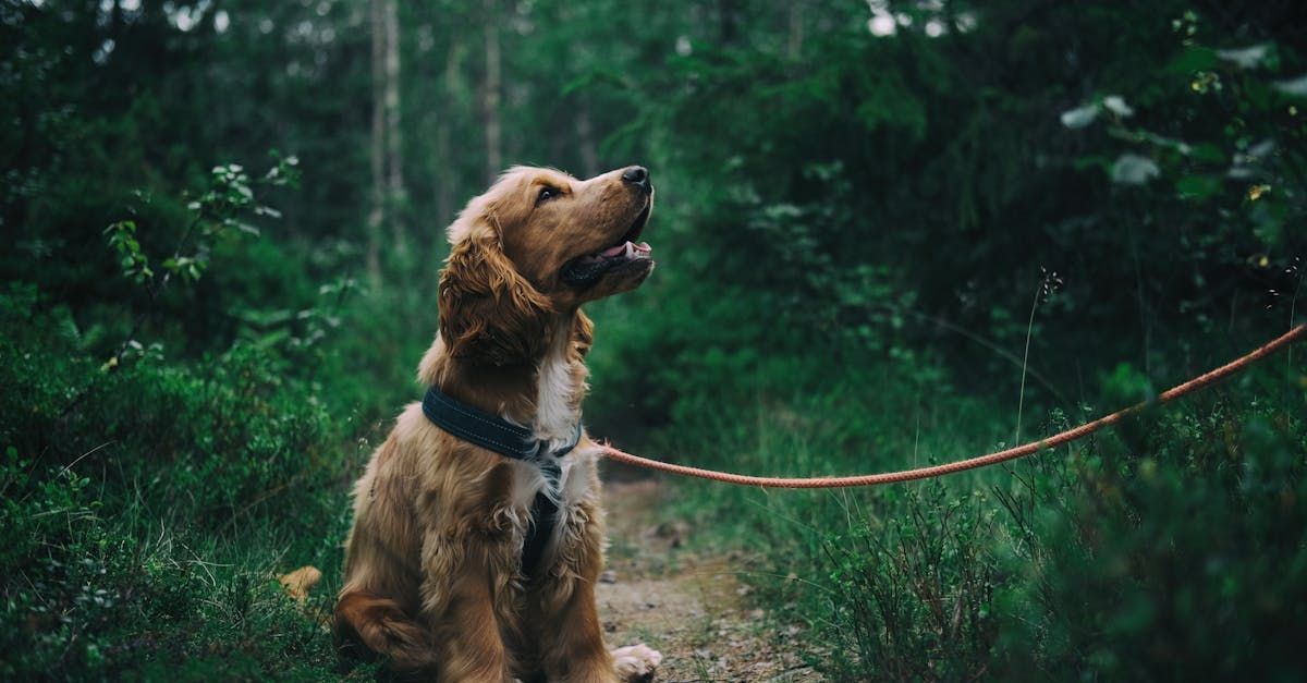 dog hiking