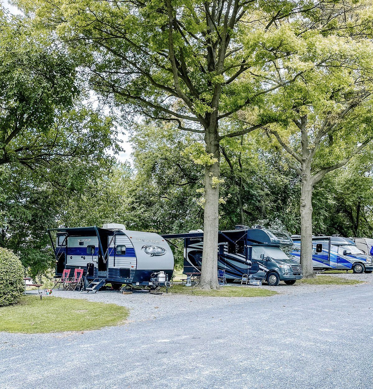 Tall Trees Offer Beauty Shade