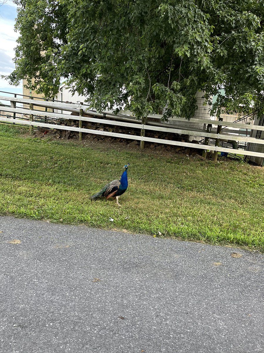 Our Local Wild-Life Visits Occasionally