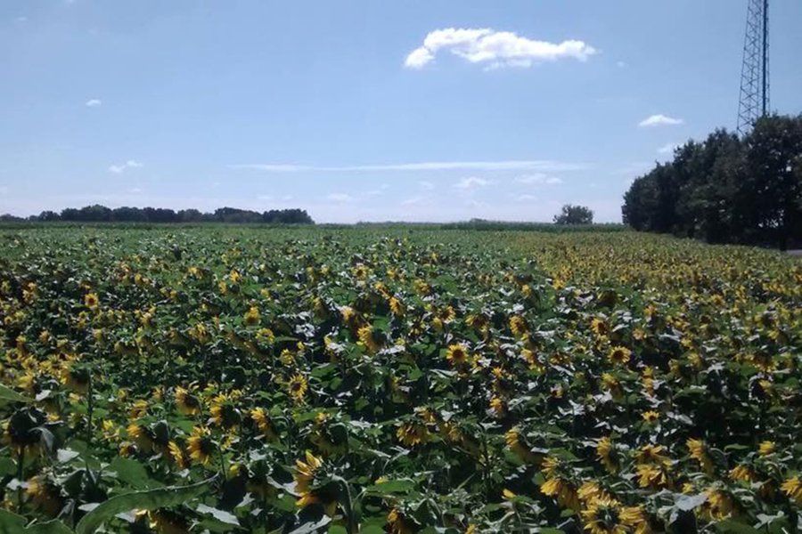 A Beautiful Display of Sunflowers