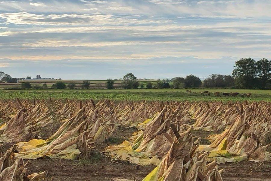 View of the tobacco farm.