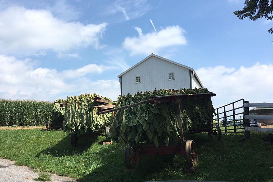 Neighboring Farm Harvesting Tobacco