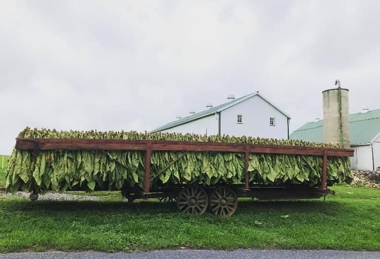 Tobacco Farm Next Door