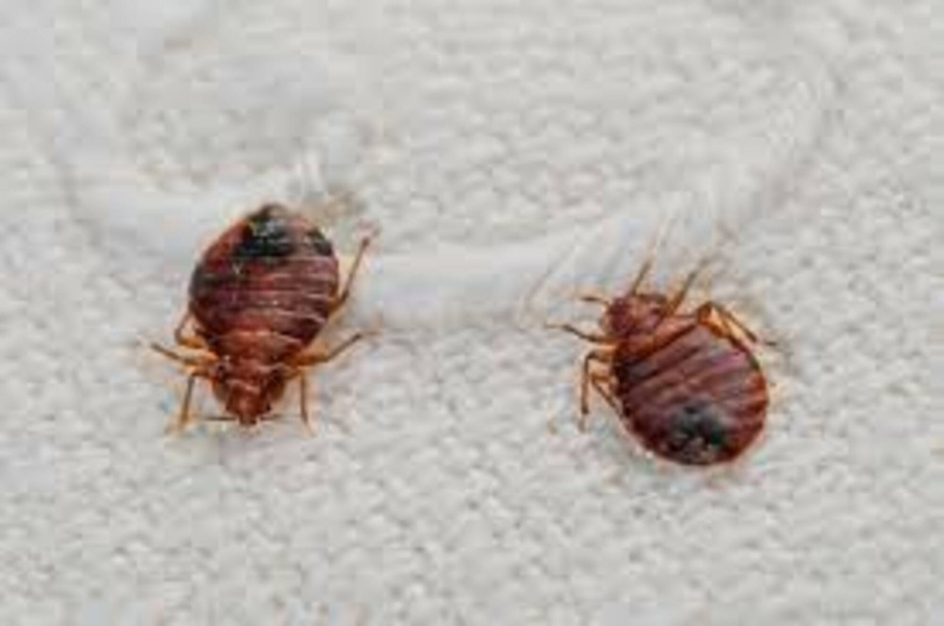 Two bed bugs are sitting on a white carpet.