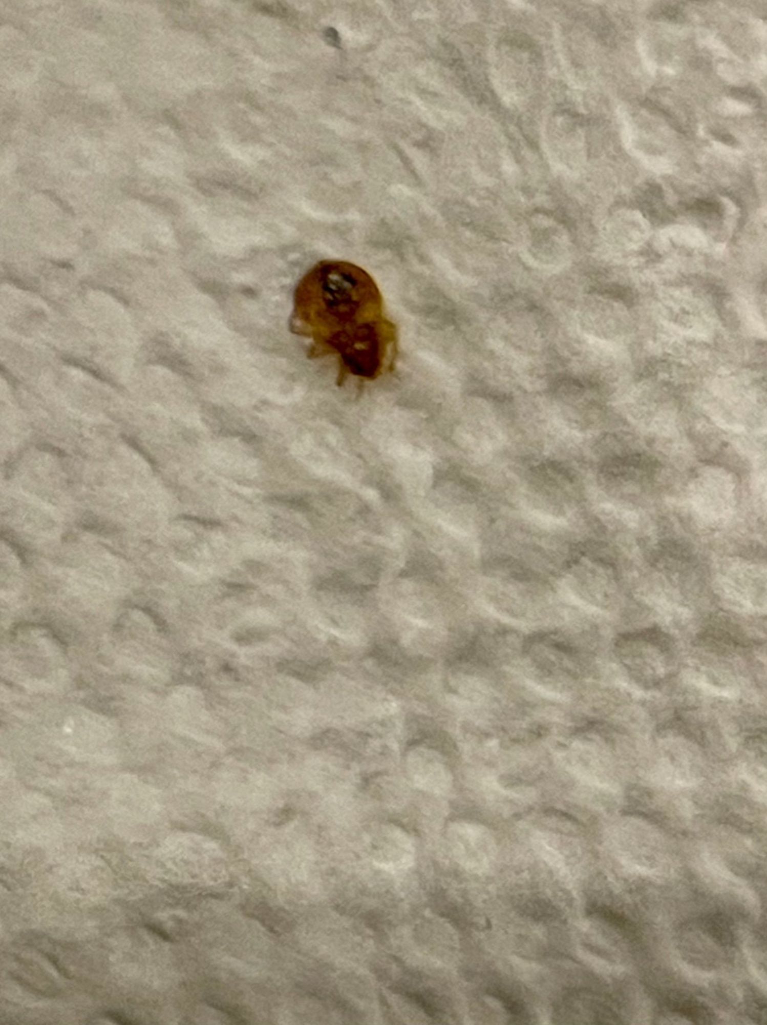 A bed bug is crawling on a piece of paper towel.