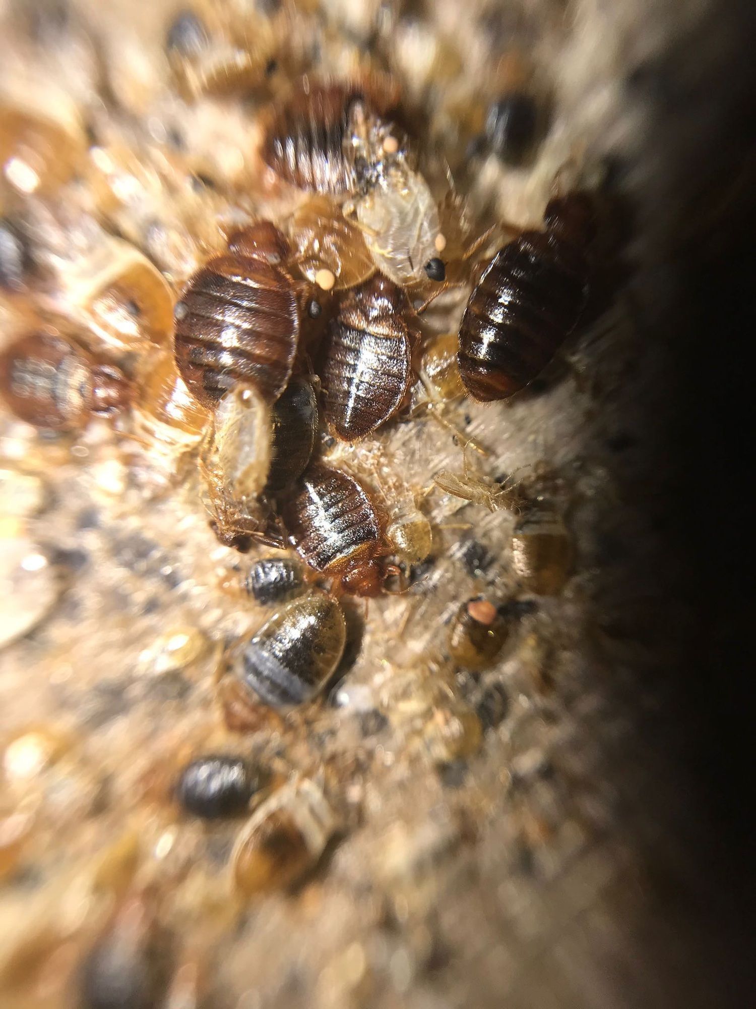 A bunch of bed bugs are crawling on a piece of wood.