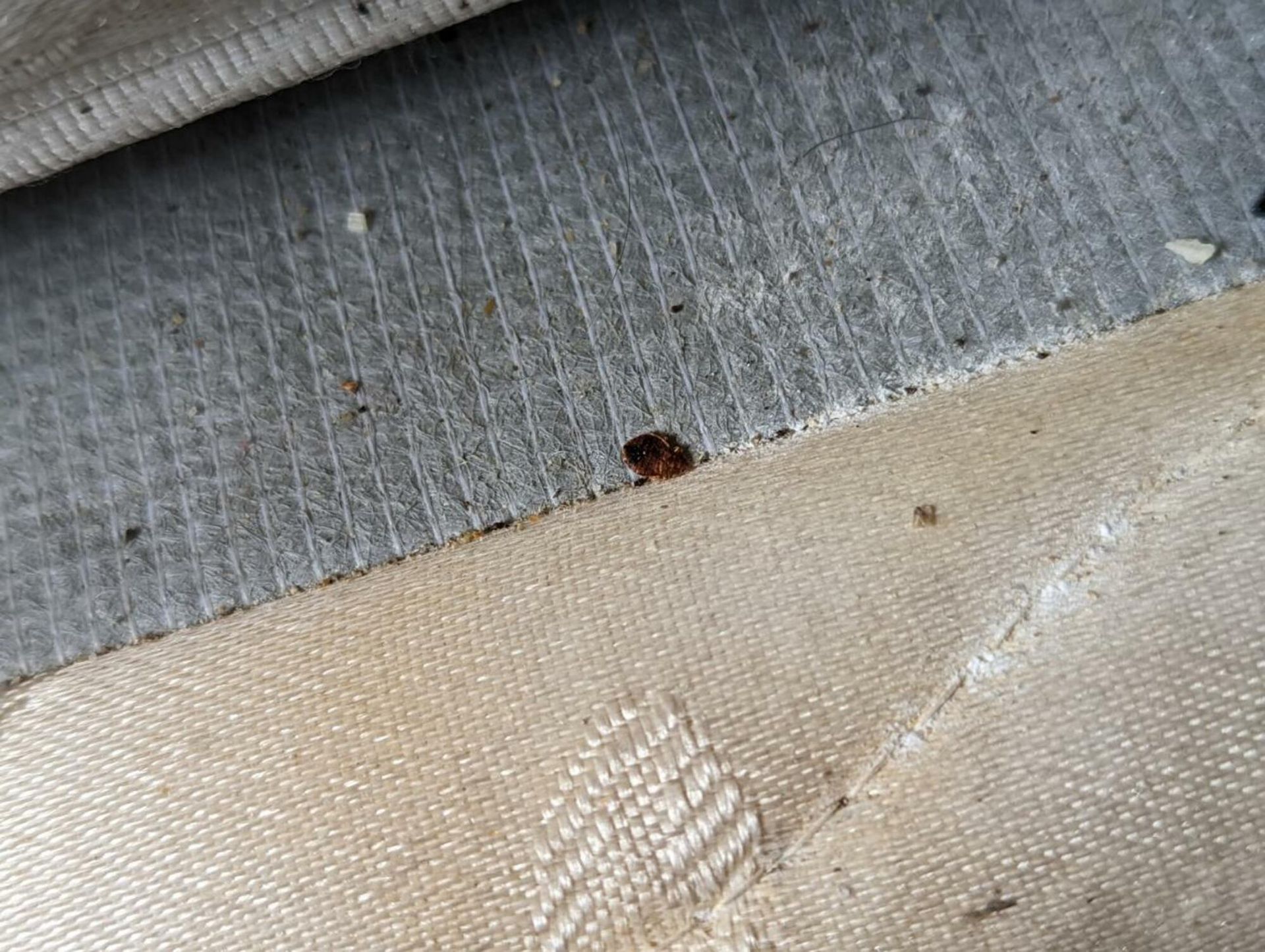A bed bug is crawling on a piece of fabric.