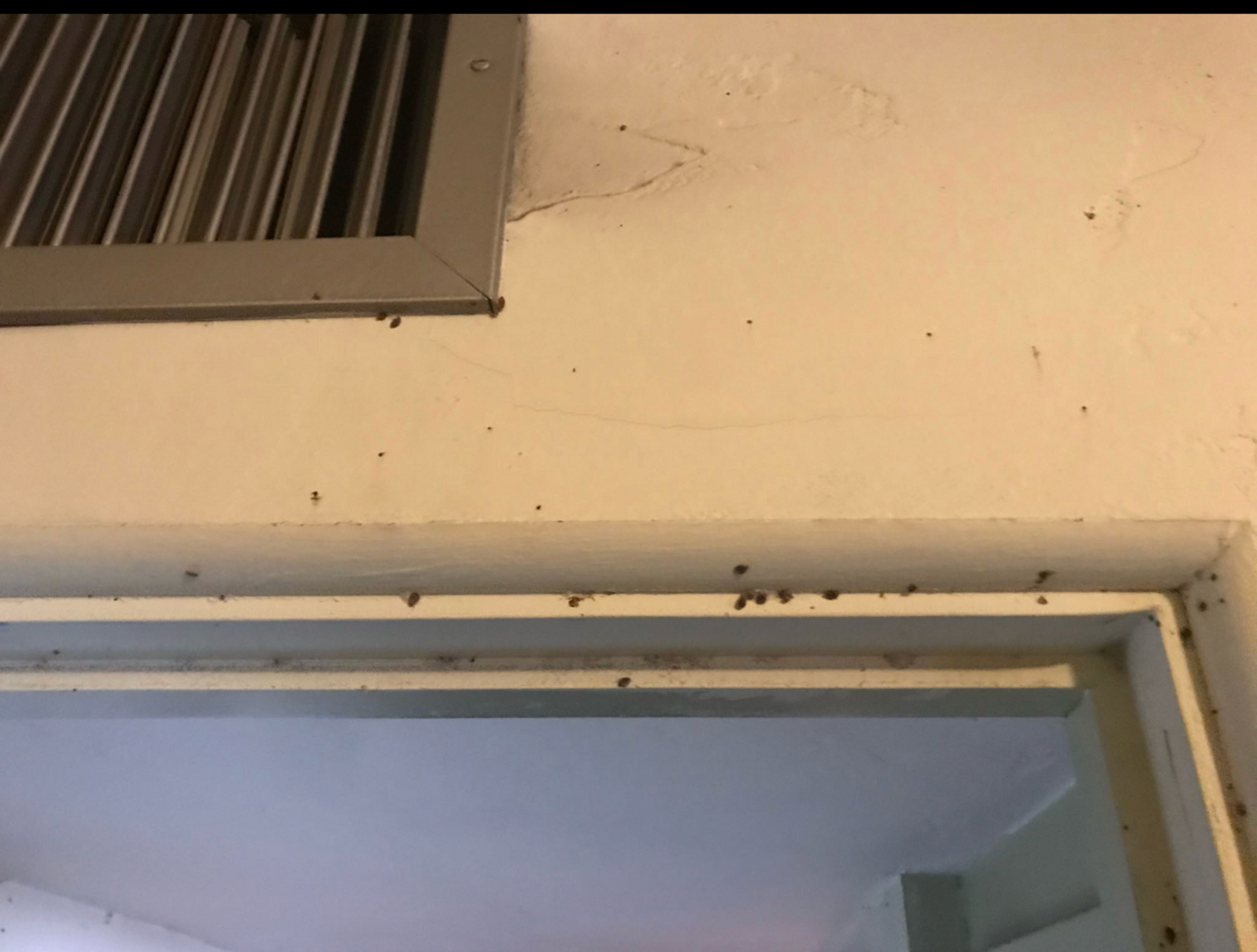 A close up of a door frame with ants on it.