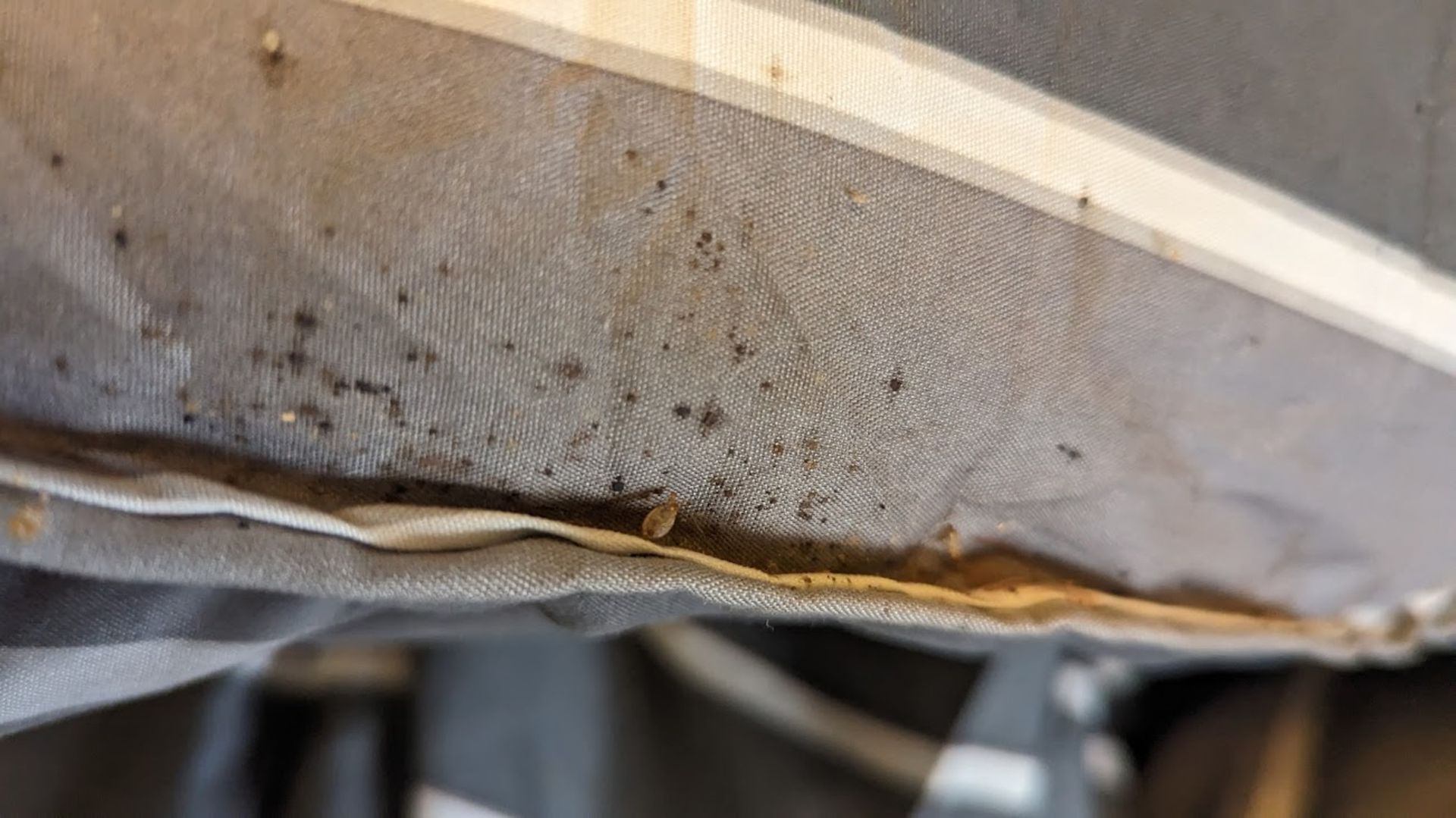 A close up of a mattress with bugs on it.