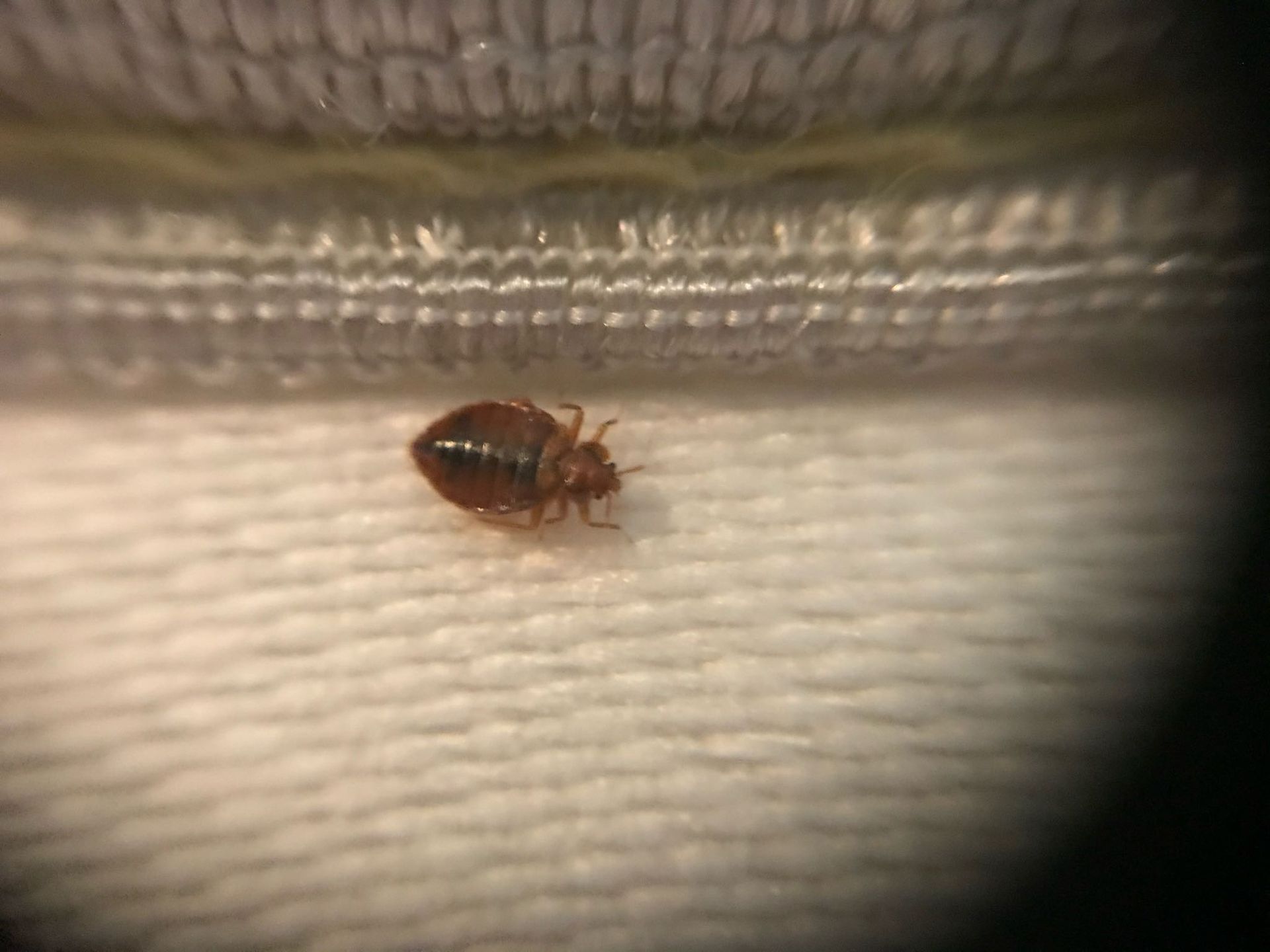 A bed bug is sitting on a white cloth under a magnifying glass.