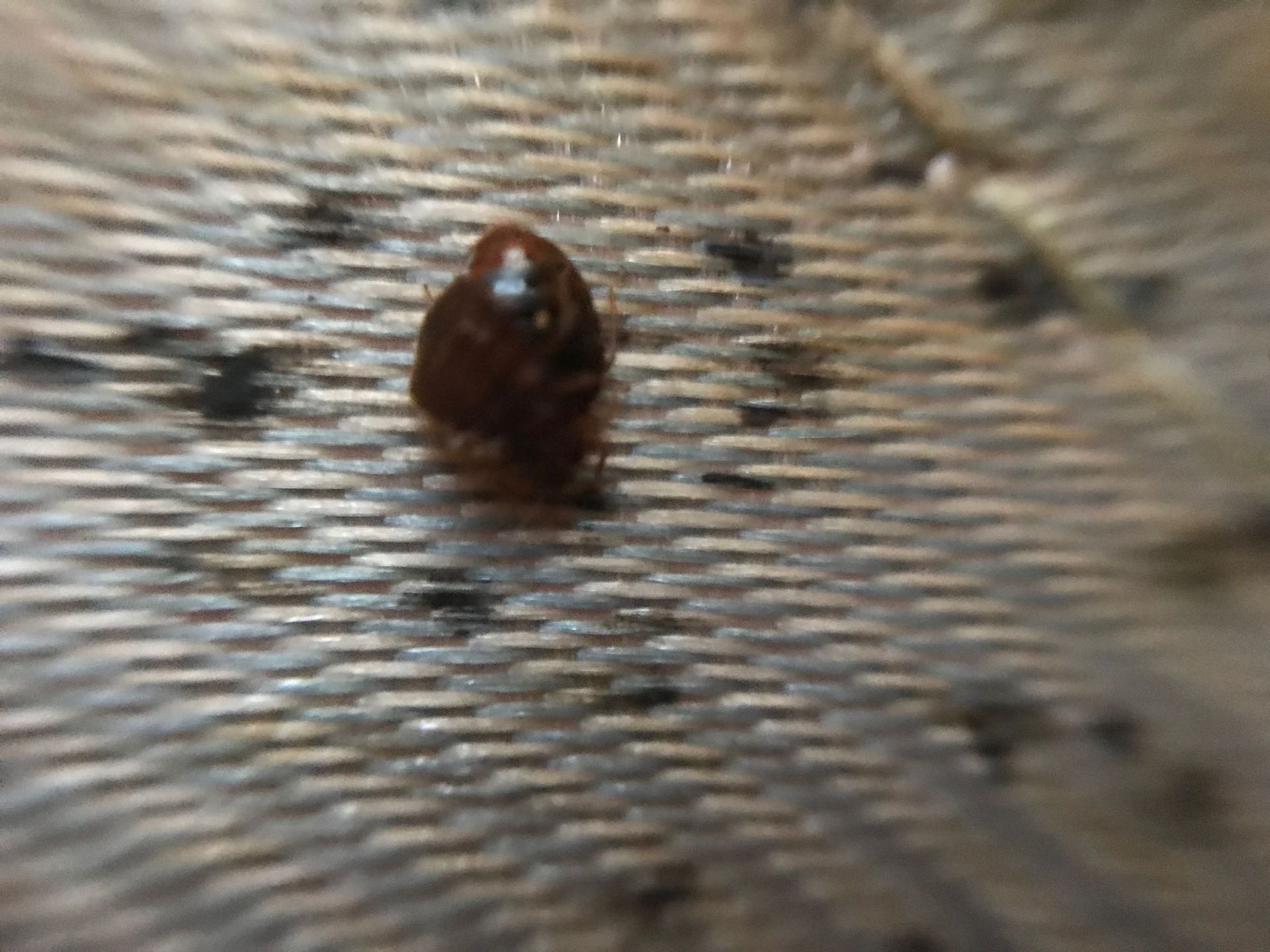 A close up of a bug on a piece of fabric.