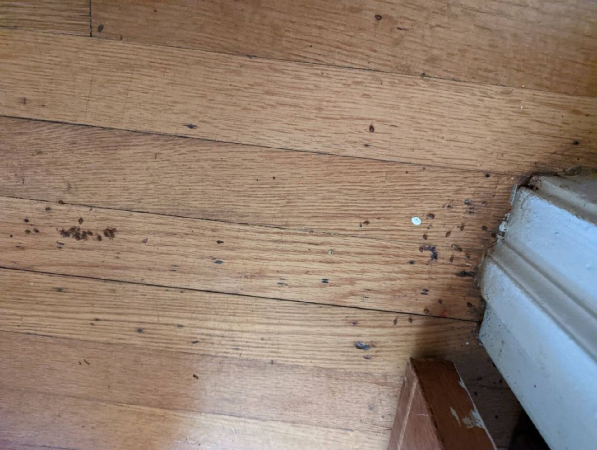 A close up of a wooden floor next to a window.