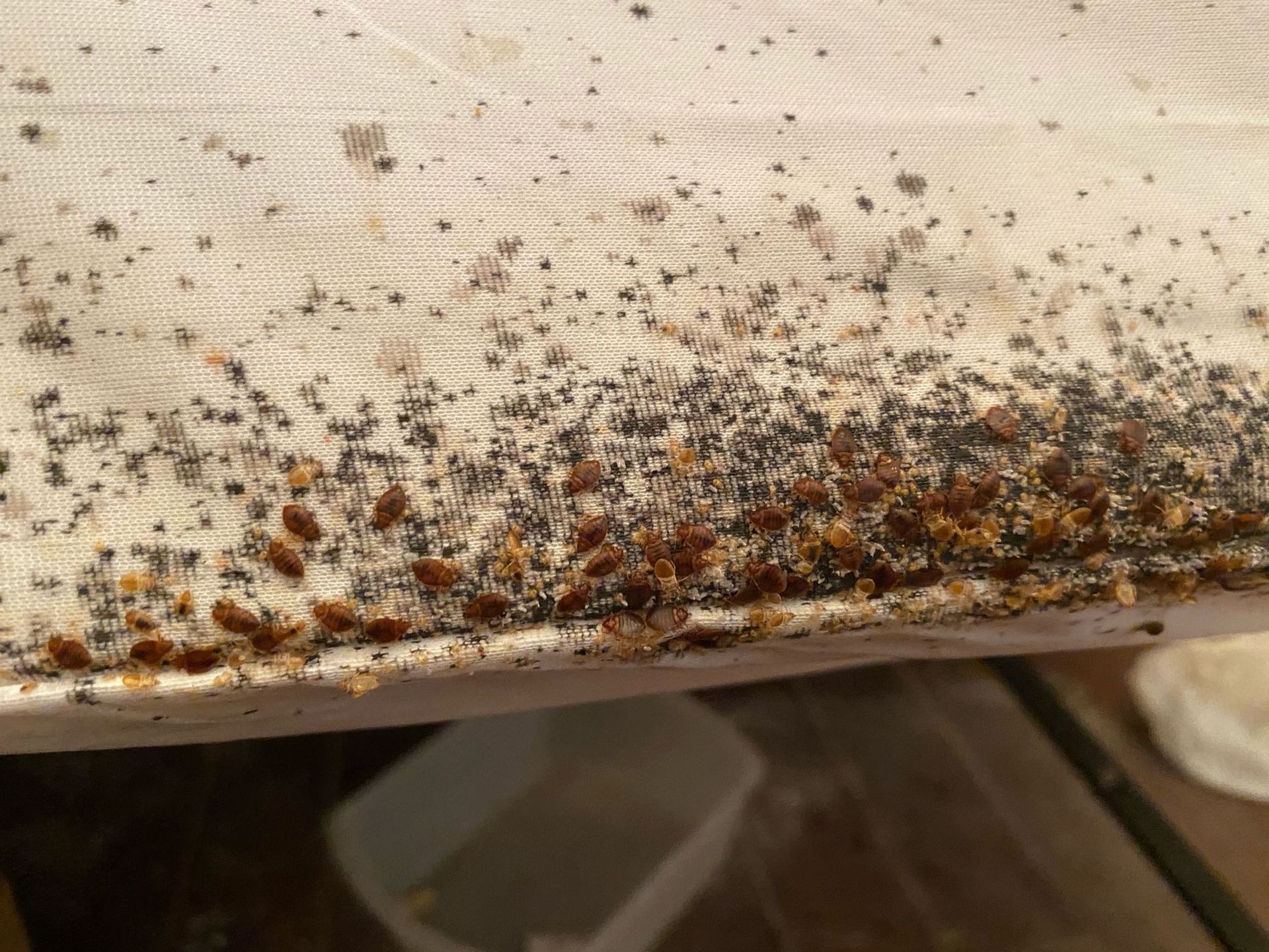 Bed bugs are crawling on the side of a bed.