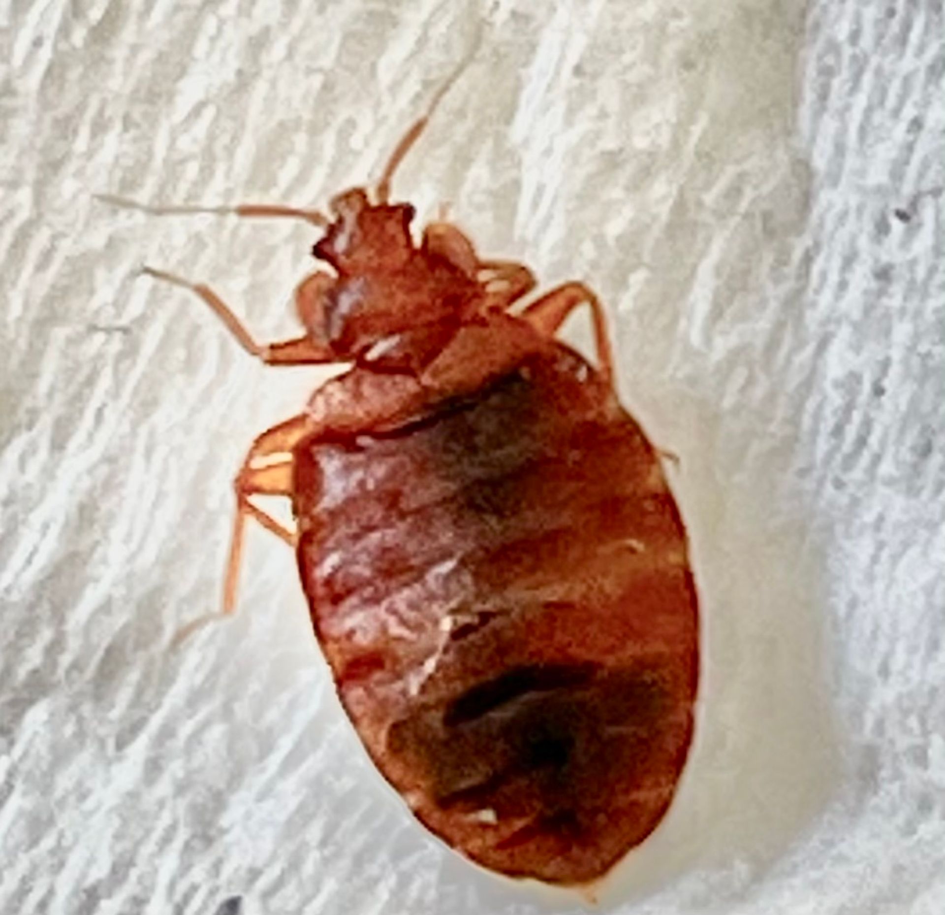 A bed bug is sitting on a white towel.