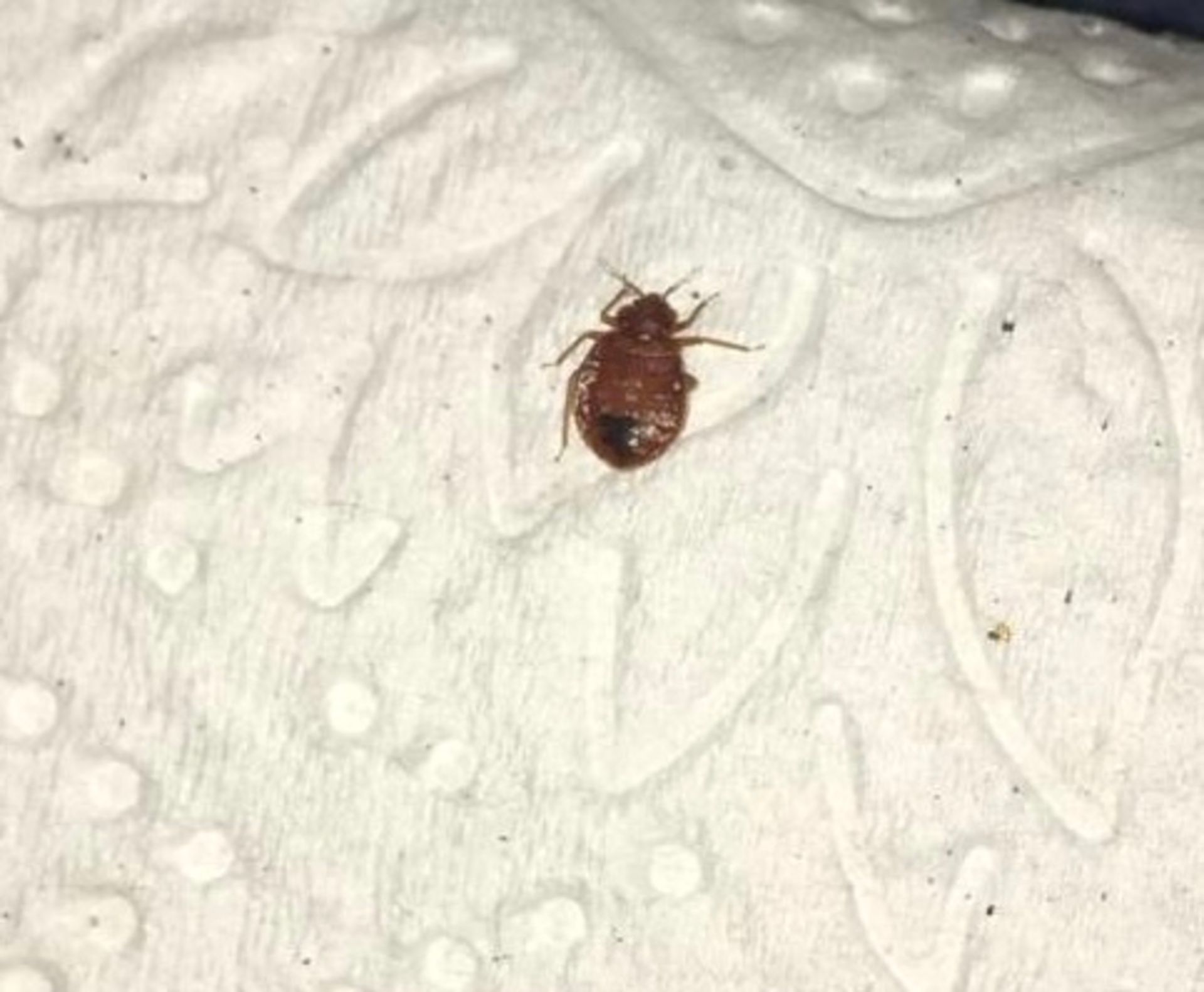 A bed bug is sitting on a piece of paper towel.