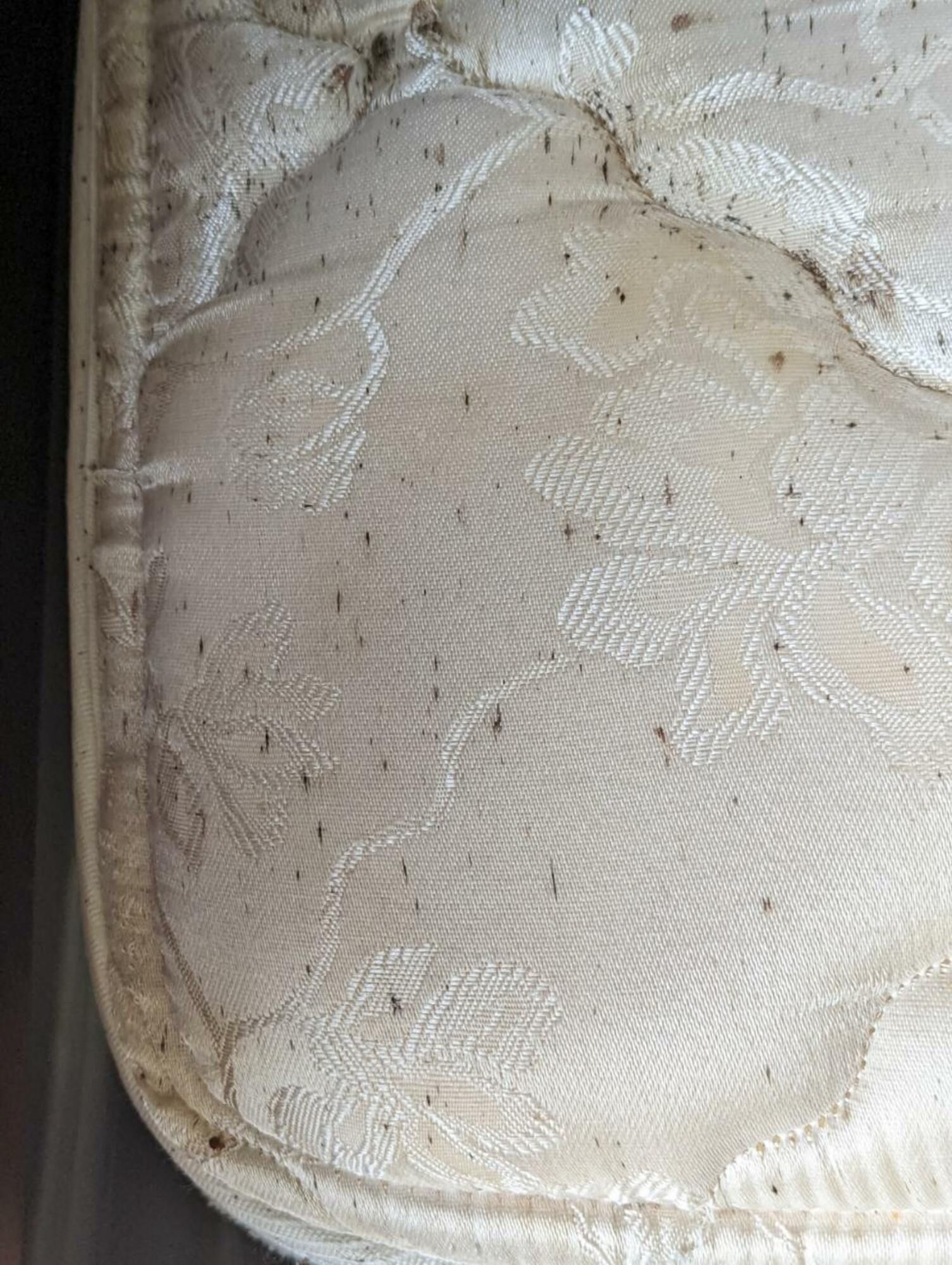 A close up of a bed bug infested mattress.