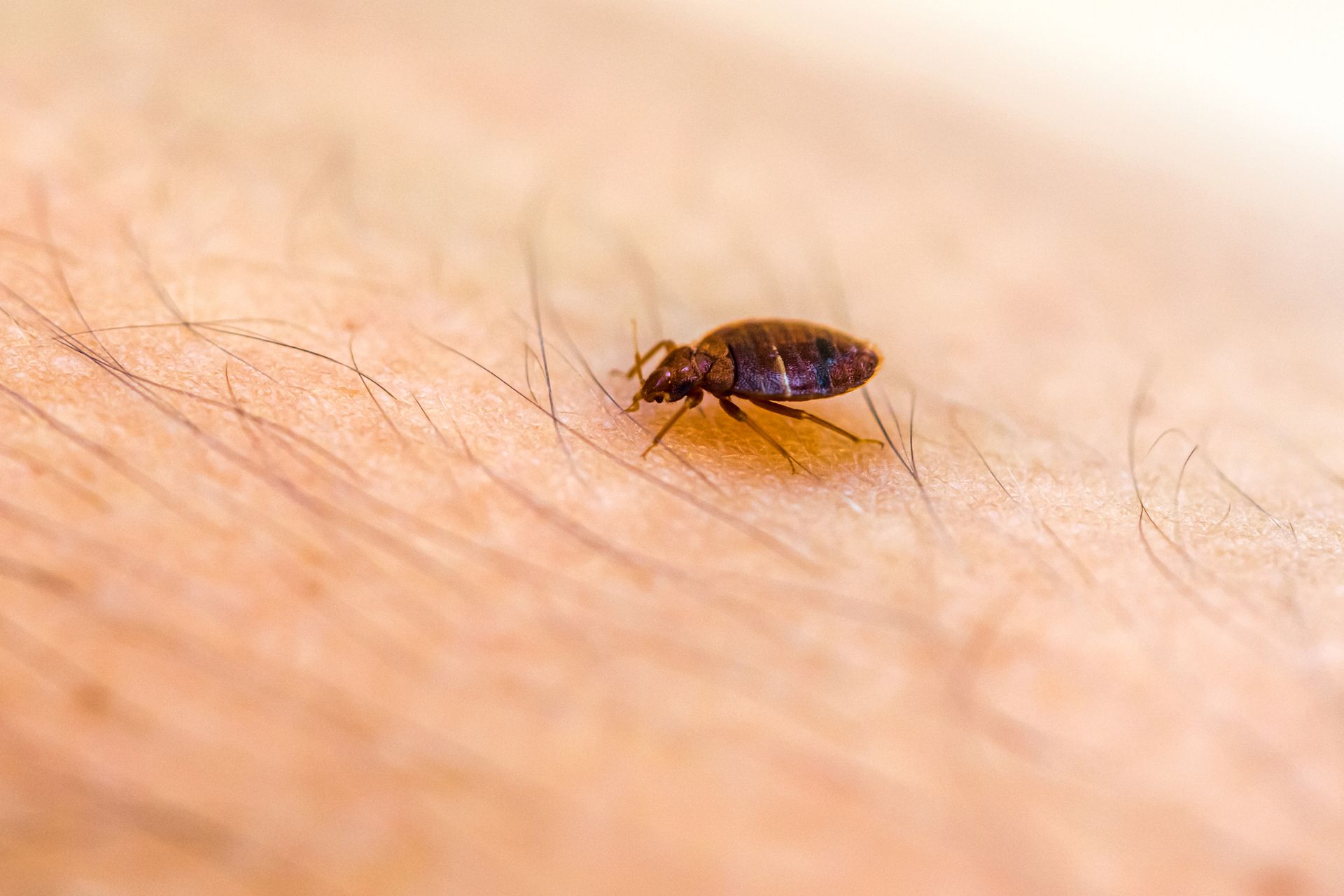 A bed bug is crawling on a person 's skin.