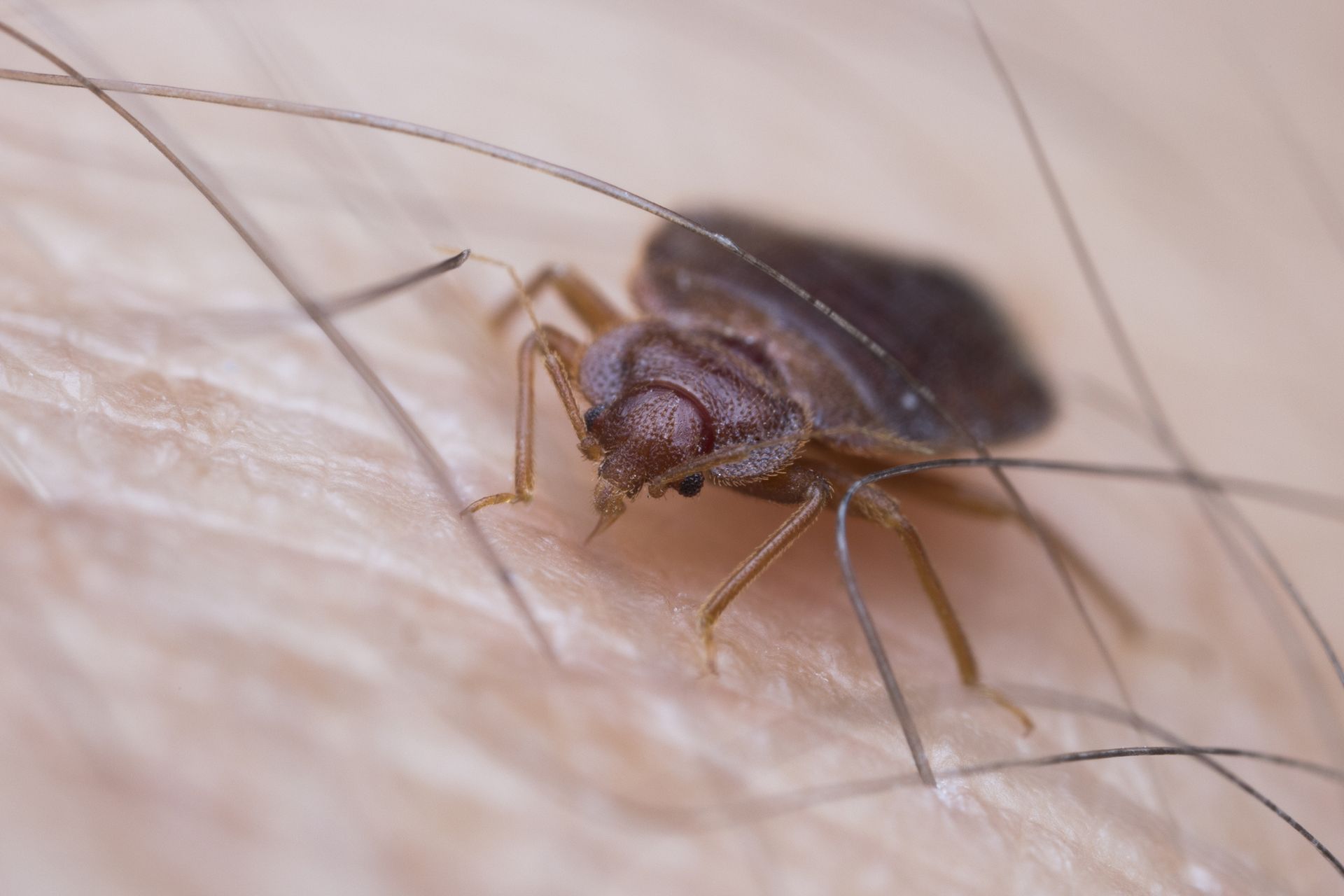 A bed bug is crawling on a person 's skin.