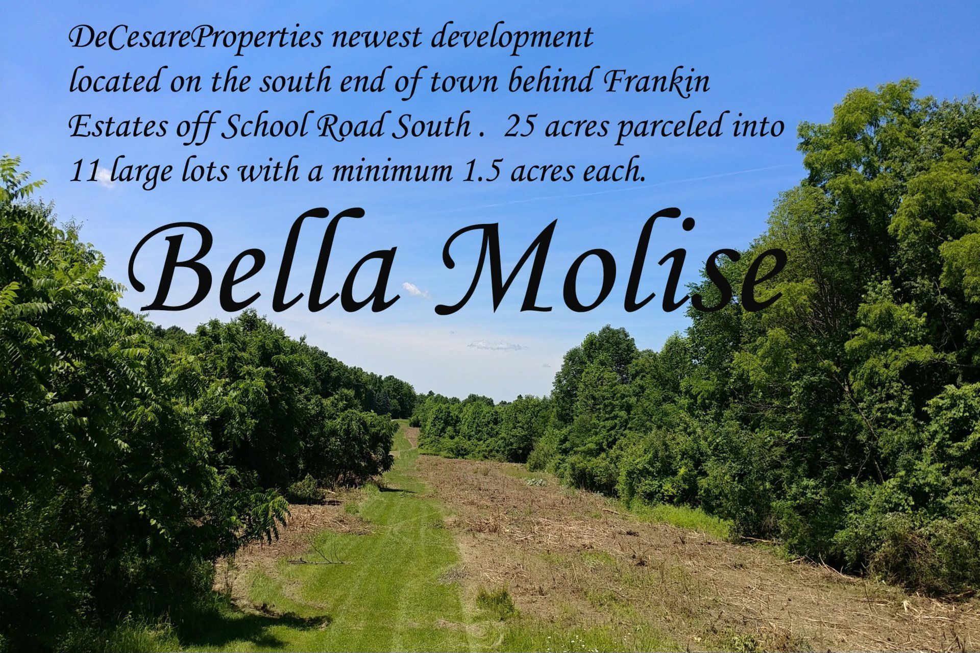 An ad for bella molise shows a lush green forest