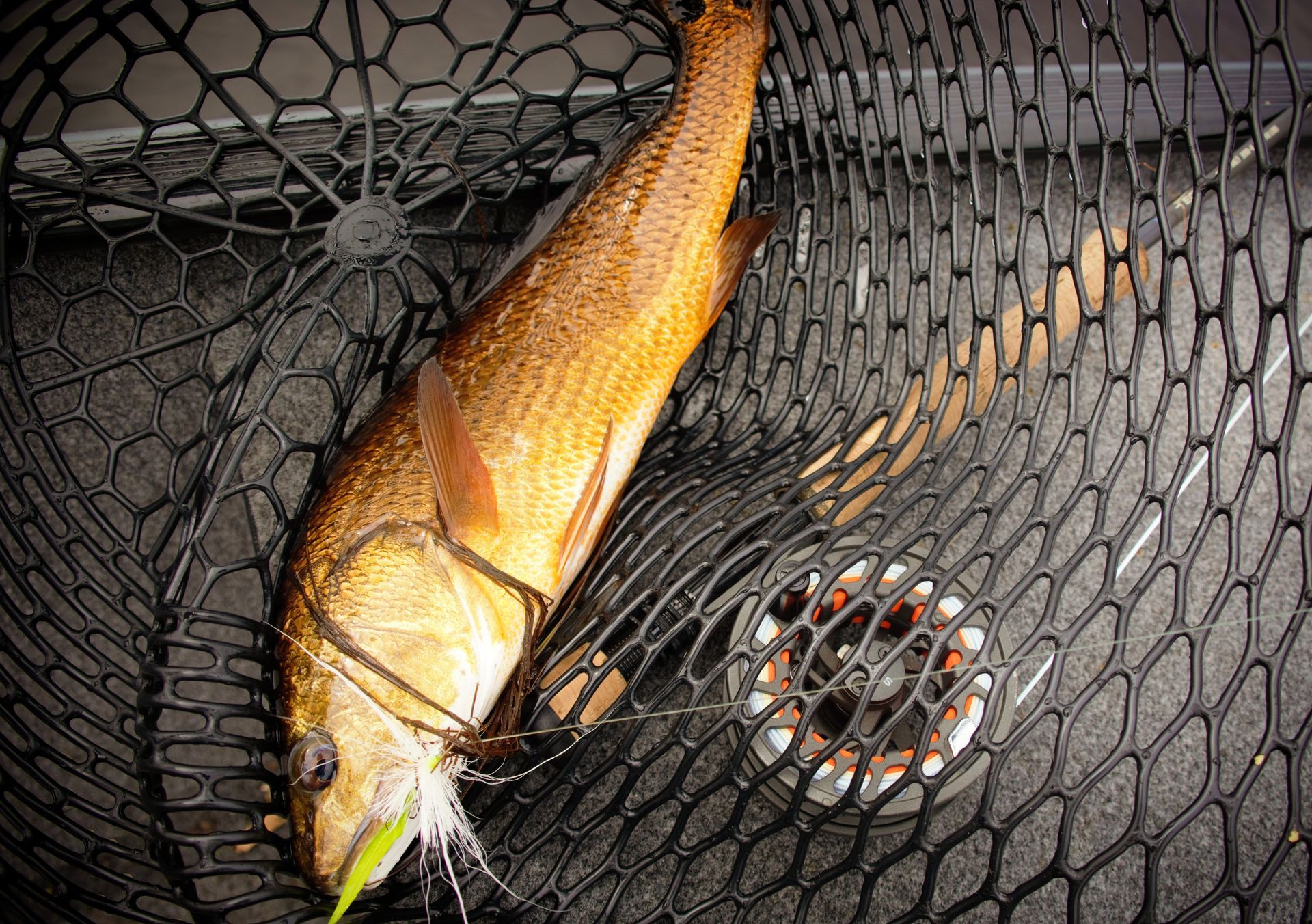 A fish is sitting on top of a fishing net.