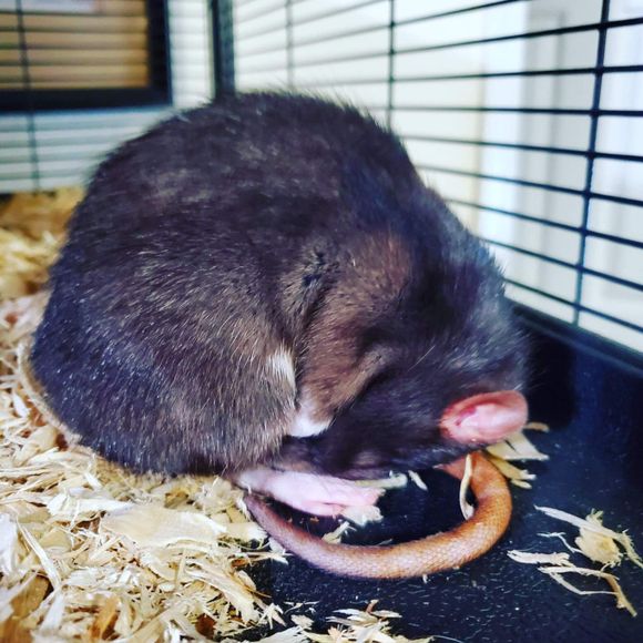 black rat sleeping tucked up in a ball