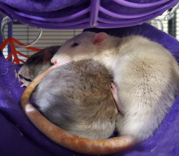 grey rat and beige rat sleeping in a purple basket