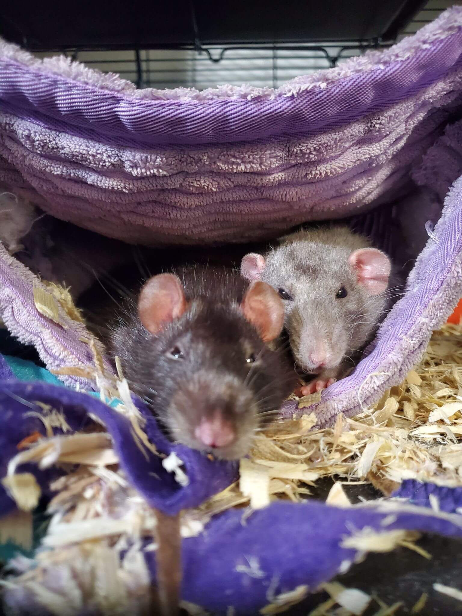 grey rat and black rat sleeping in a purple hammock
