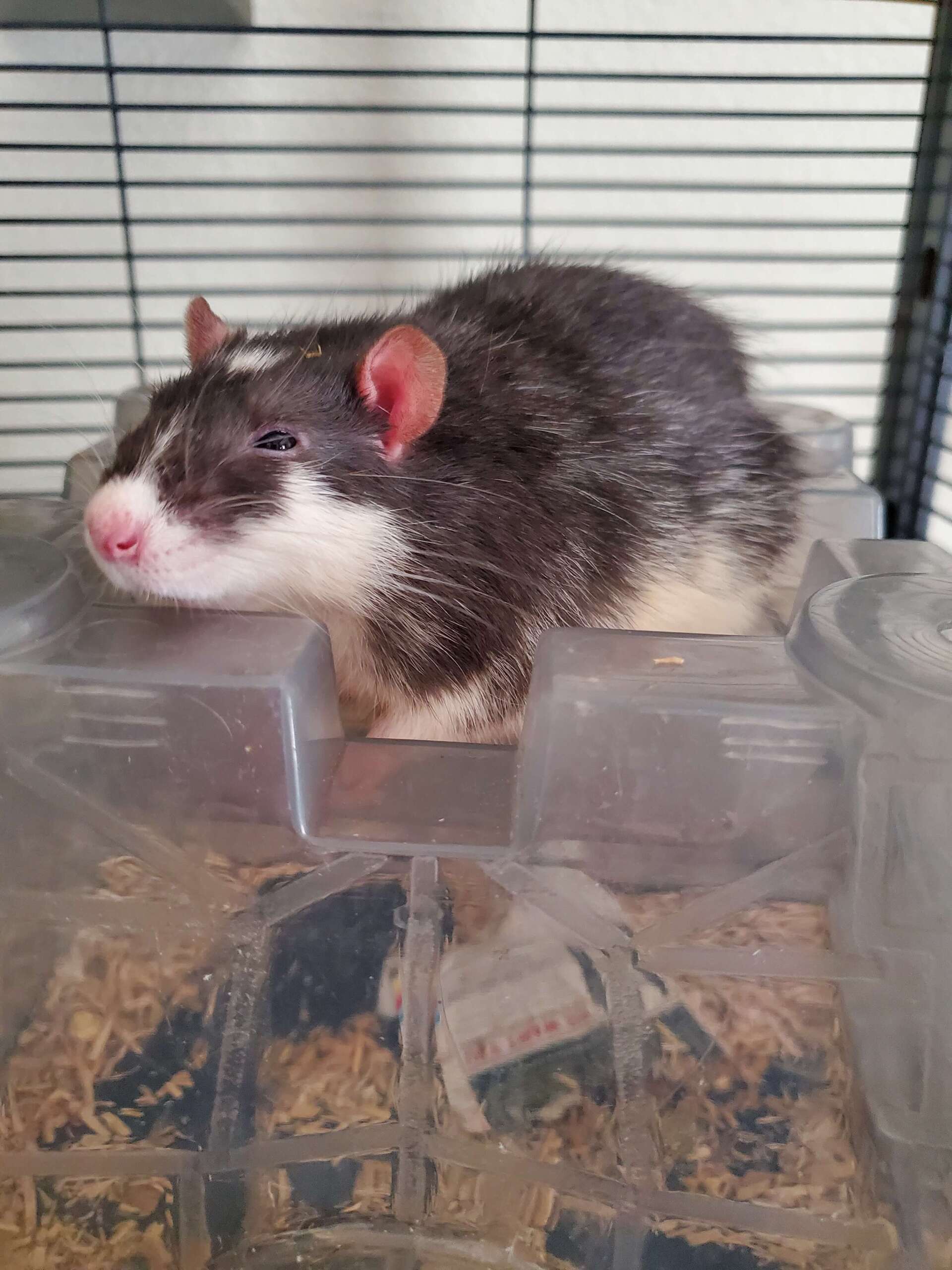 black and white rat laying on a plastic castle