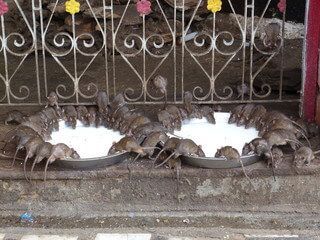 wild rats at the rat temple in india