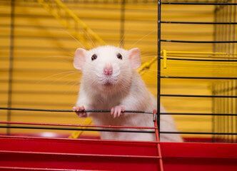 white dumbo rat in a plastic and wire cage