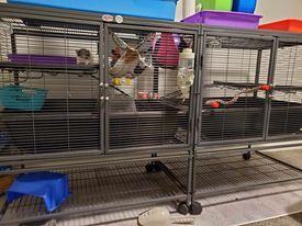 horizontal rat cage setup with rats