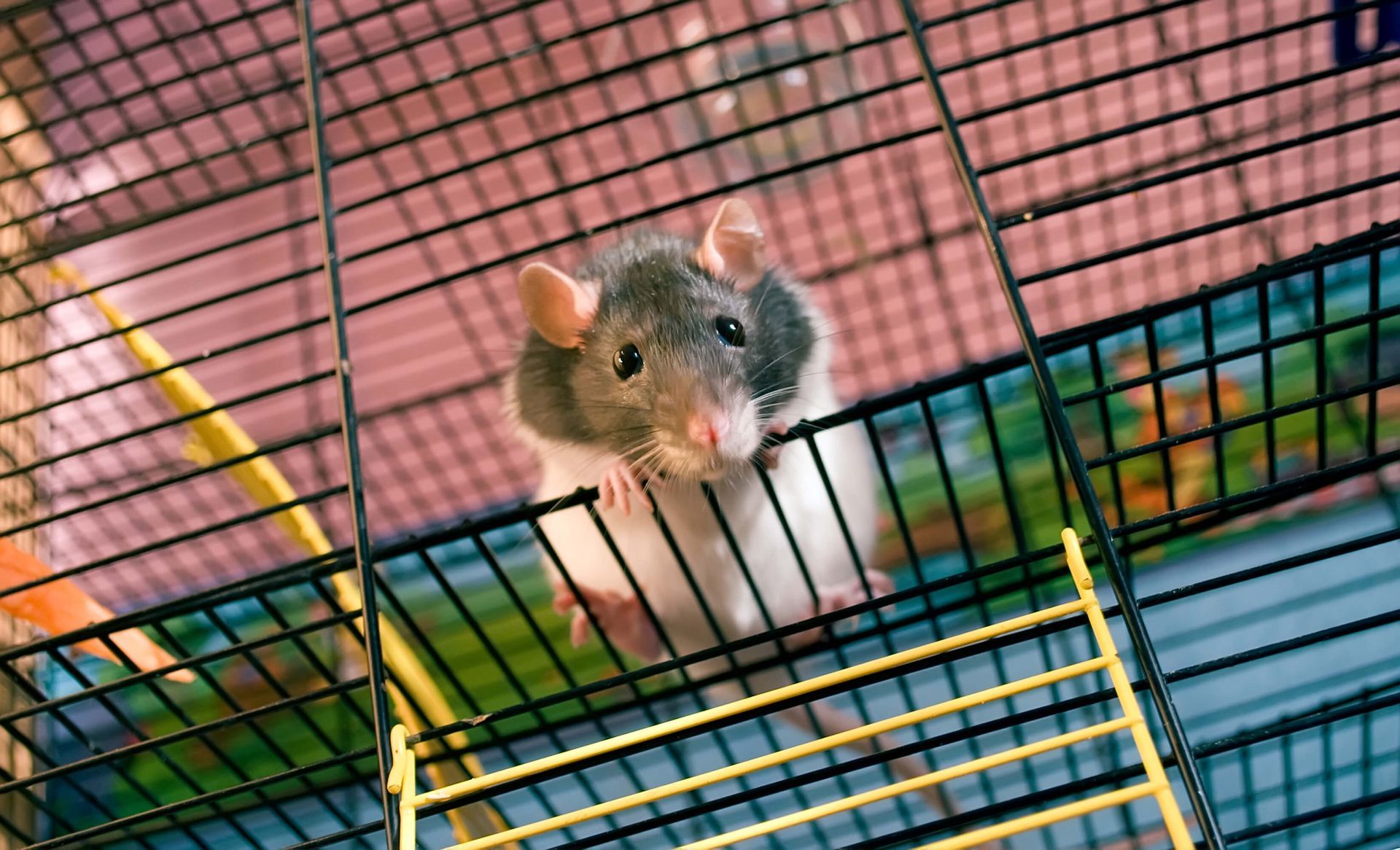 black and white rat in a wire cage