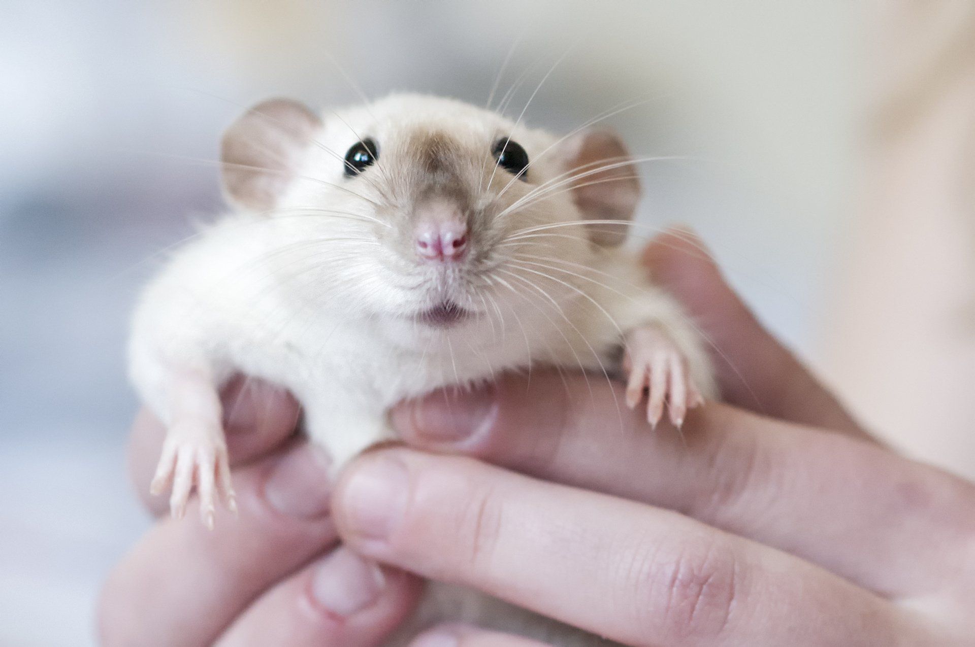 human hands holding Siamese rat