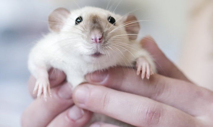 siamese rat being held by two hands