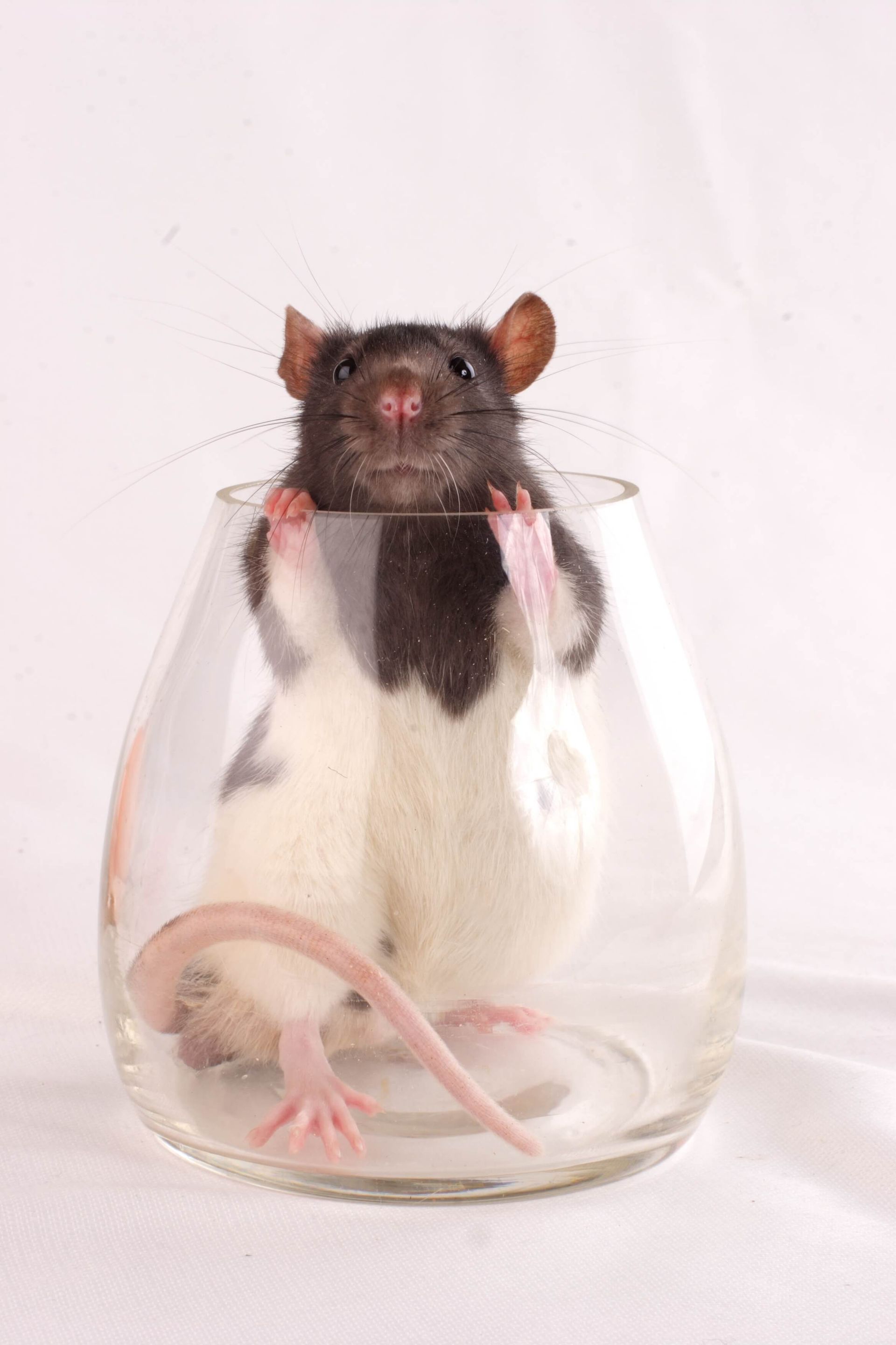 black and white rat in a glass