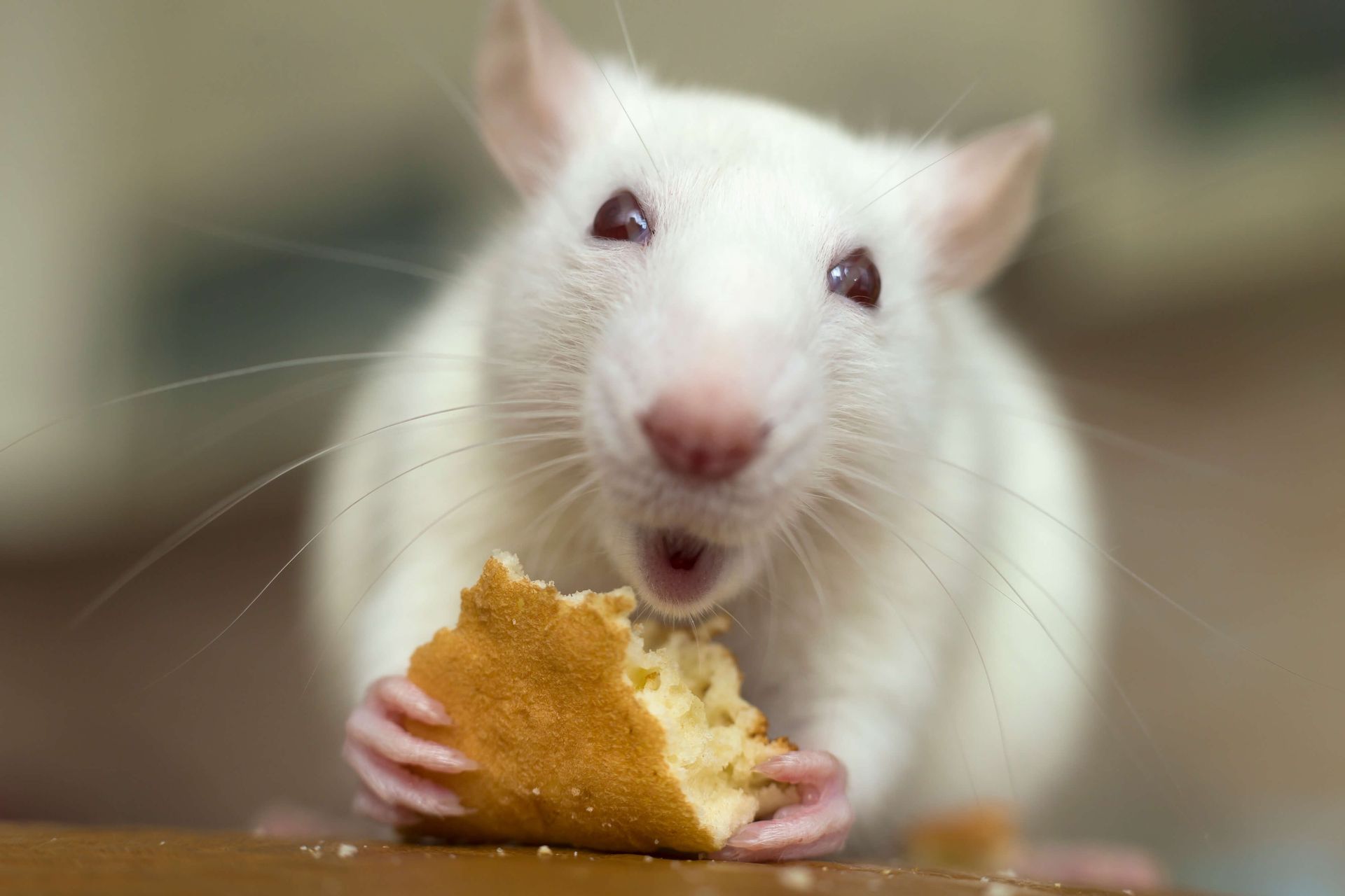 white top eared rat eating some bread