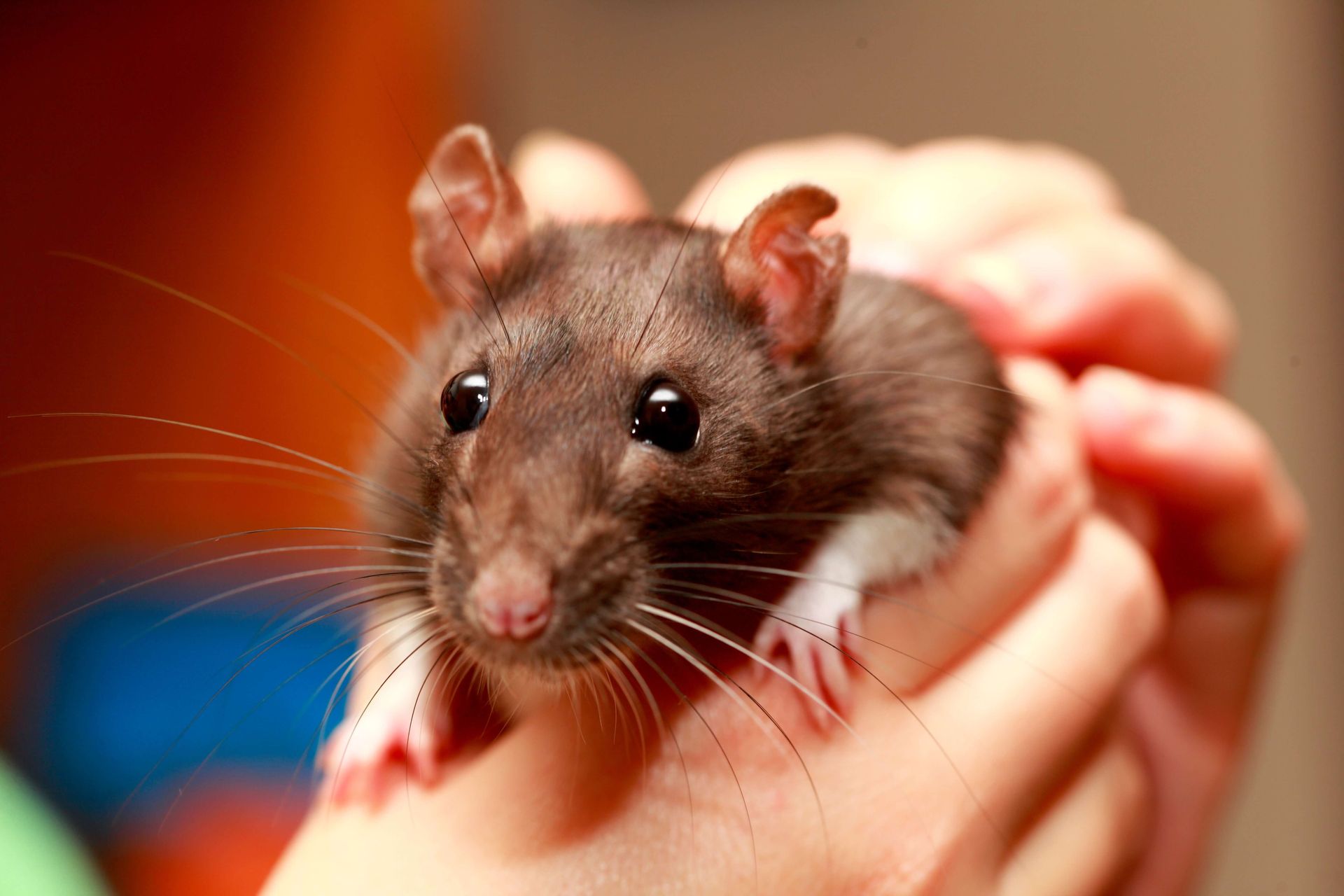 black and white rat being held by hands