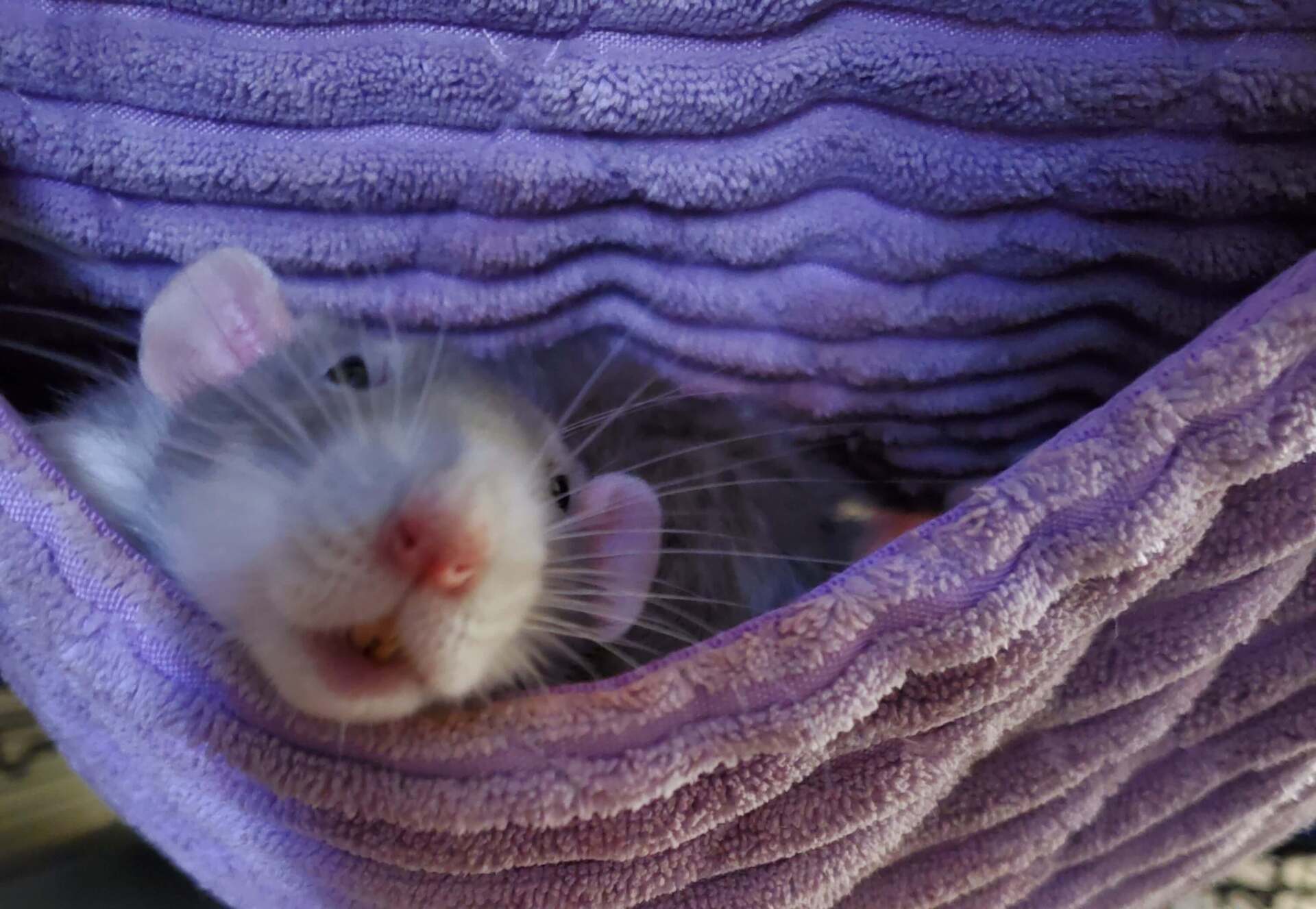 grey and white rat laying in a purple hammock