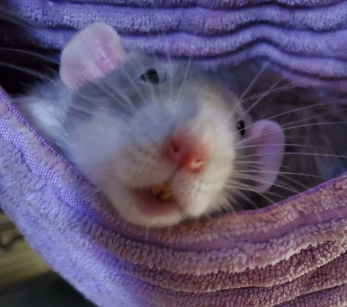 grey and white rat sleeping in a purple hammock with eyes open