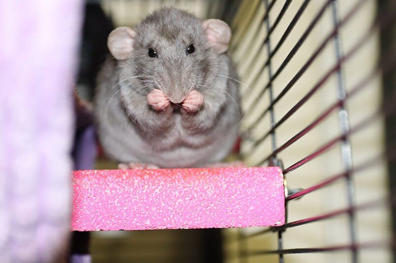 gray rex rat eating a treat in a cage