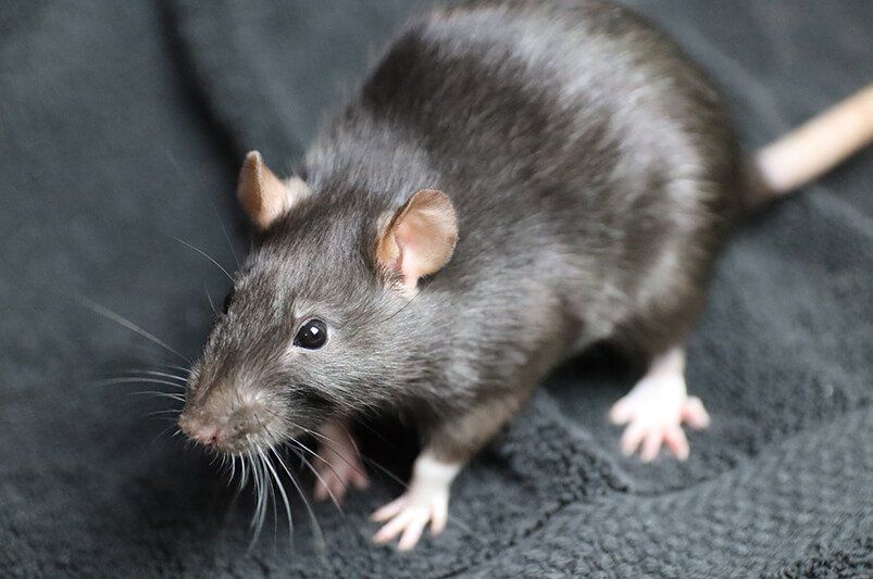 black rat with white feet