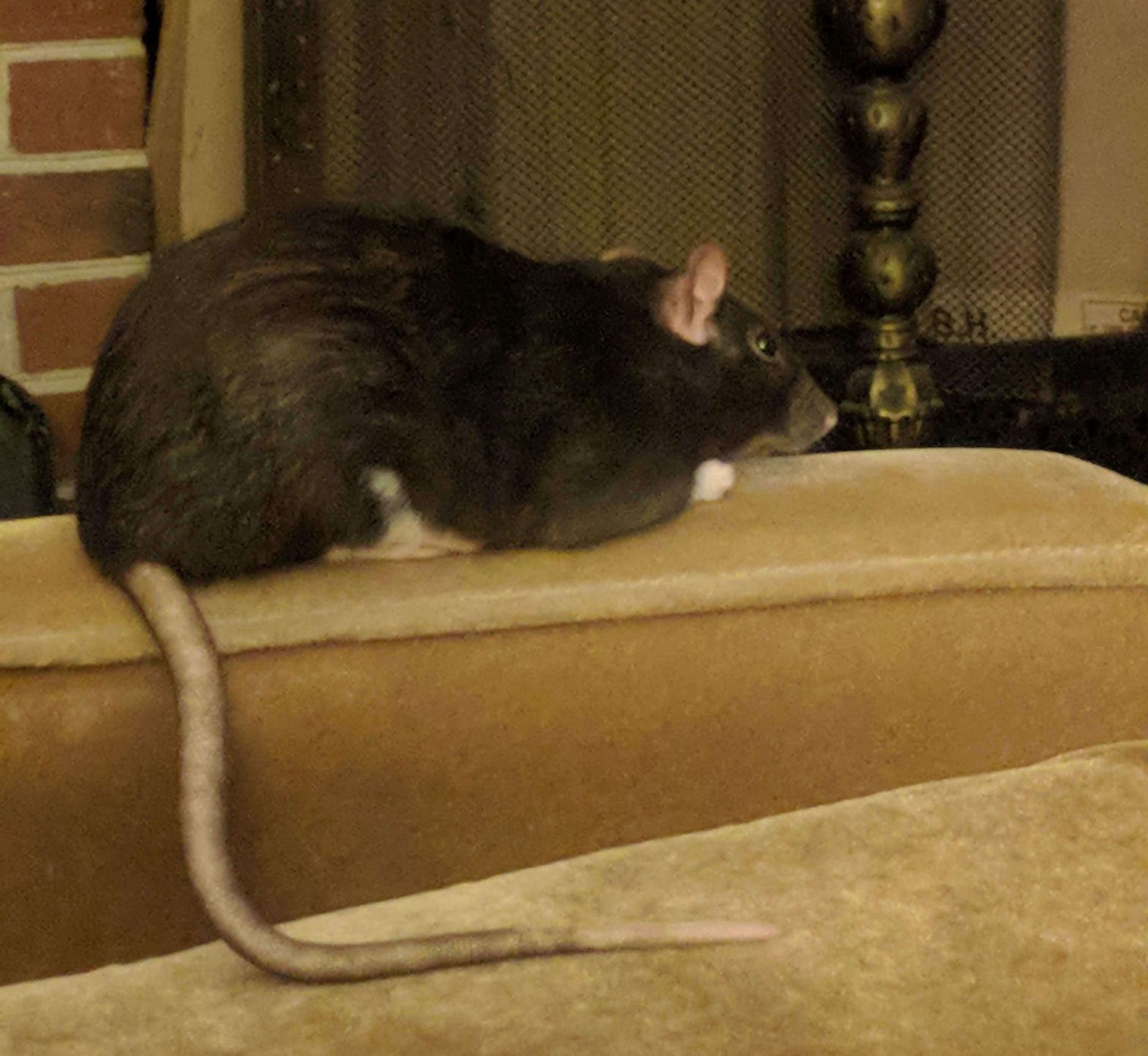 black and white pet rat sitting on a brown couch