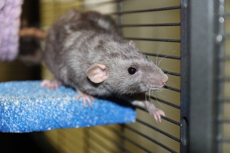 grey rex rat climbing in a cage
