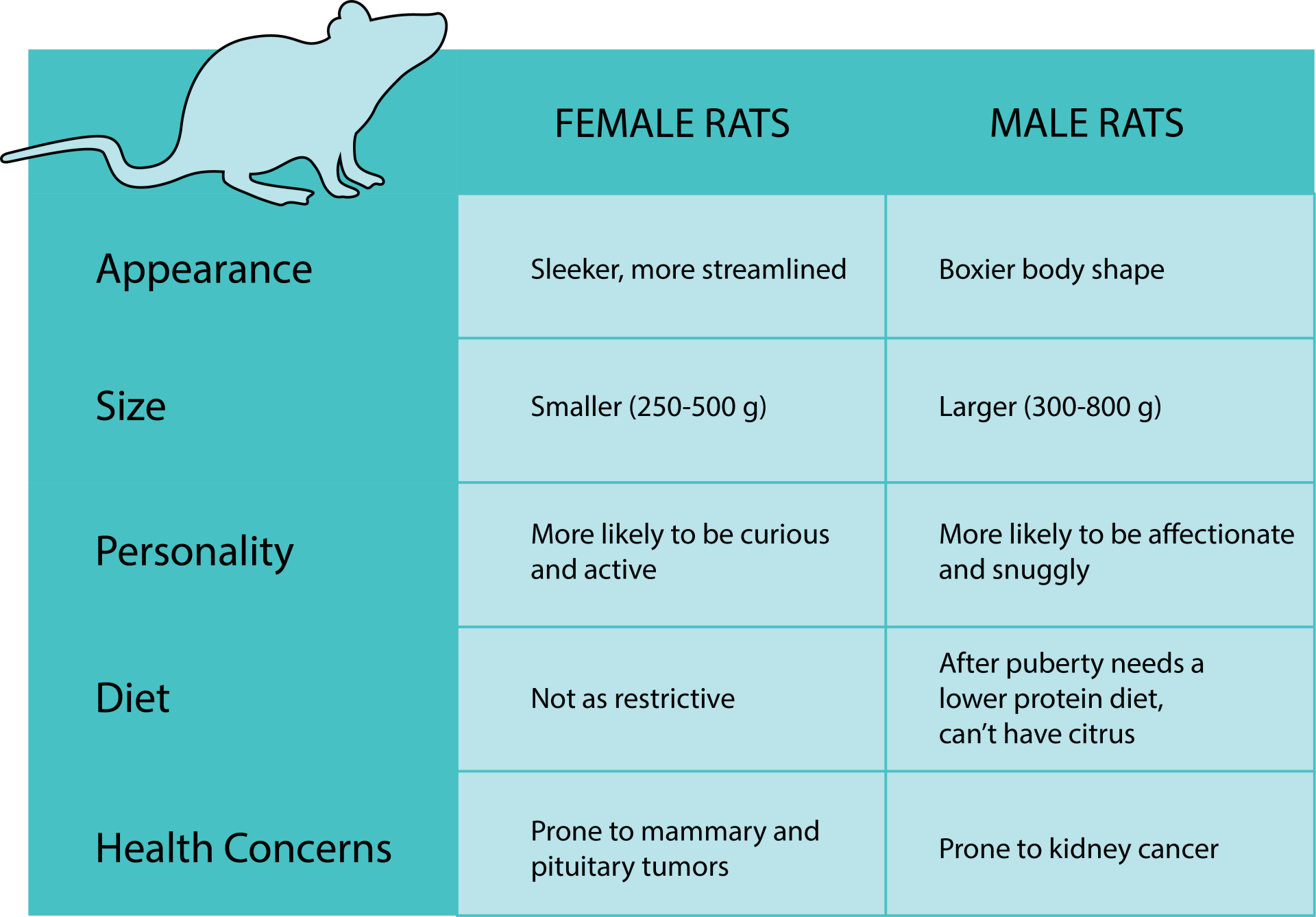 Male Vs Female Rats – Who’s The Better Pet?