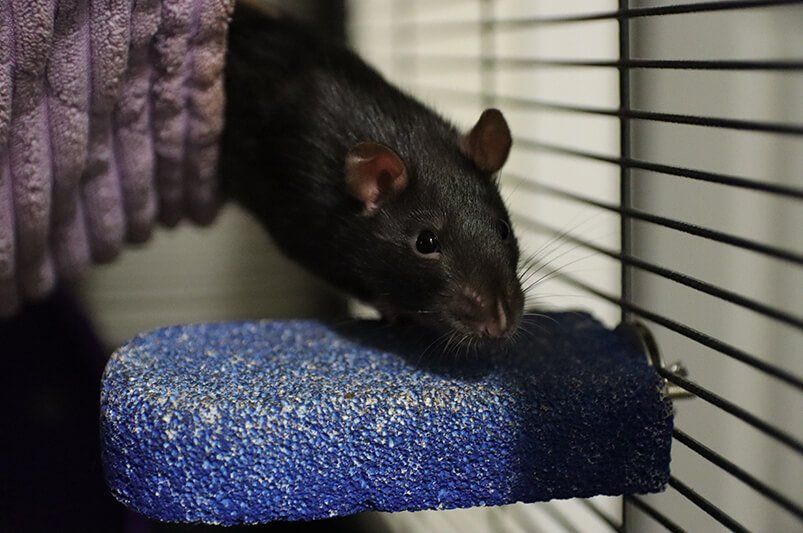 black rat climbing out of purple hammock