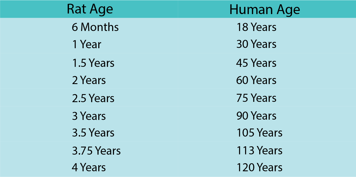 chart showing rat age vs. human age