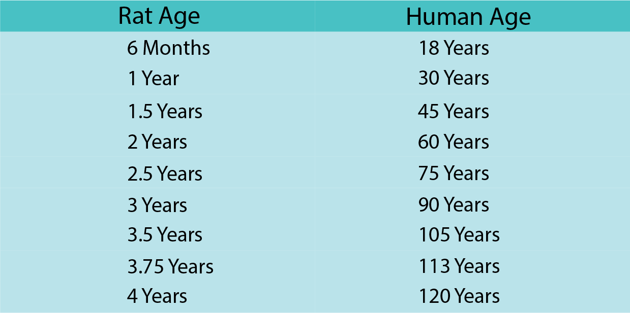 the-average-rat-lifespan-and-9-ways-to-extend-it